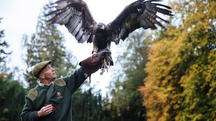Falconry Resized